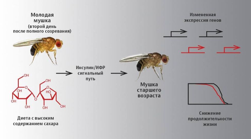 Меньше сахара - дольше жизнь